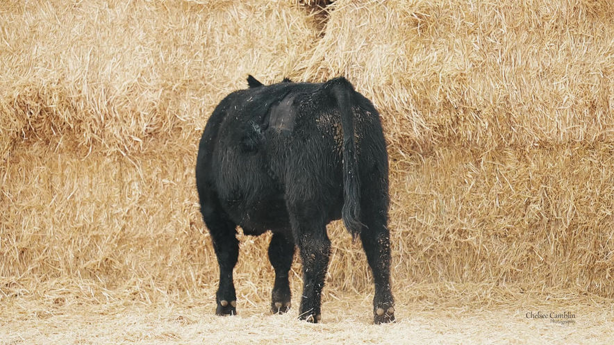 Lot 33